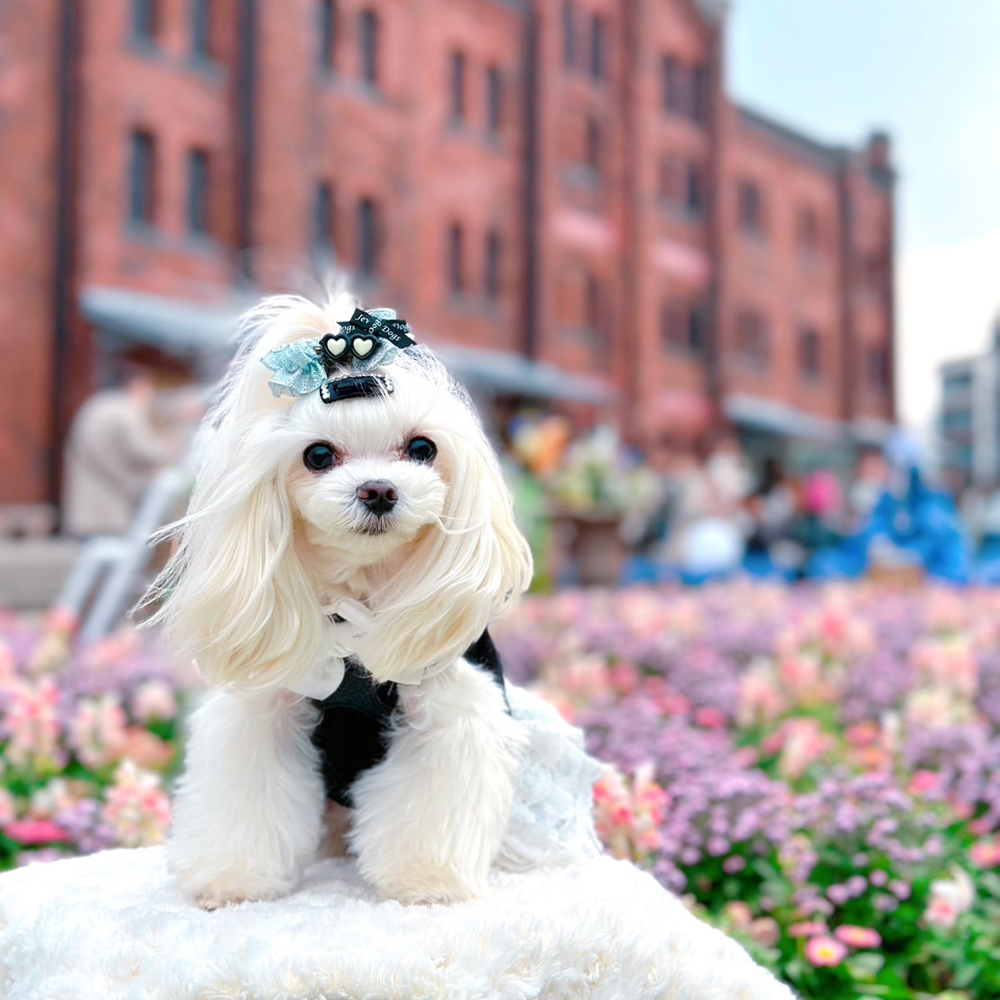 ☆卒業犬ふじちゃんの近況☆